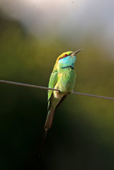 A little green bee eater on a fence in sri lanka