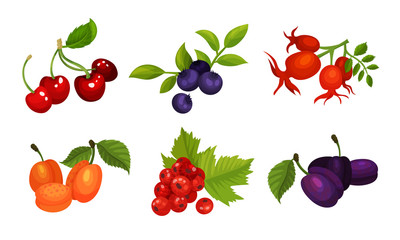 Sweet And Sour Berries Vector Illustrated Set