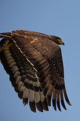 Crested serpent eagle flying  away in Eastern Sri Lanka