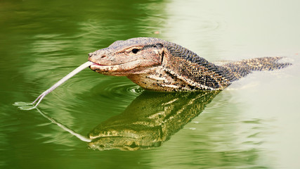 Water Monitor 