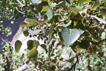 Fototapeta premium Leaves of Bodhi tree at night