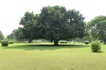 ฺBig tree and green  lawn