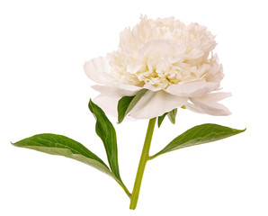 White blooming peony without a background