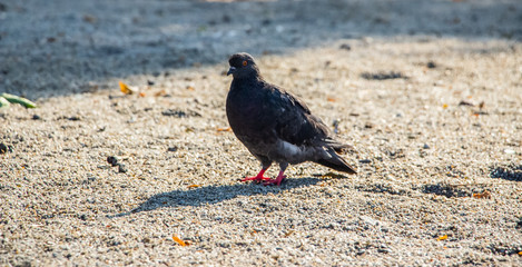 Pigeons in the park. A flock of pigeons on the green grass..