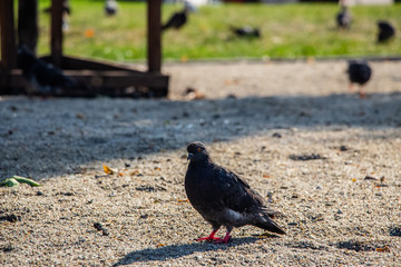Pigeons in the park. A flock of pigeons on the green grass..