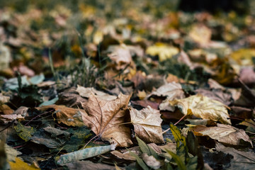 Background with yellow and green toned maple leaves