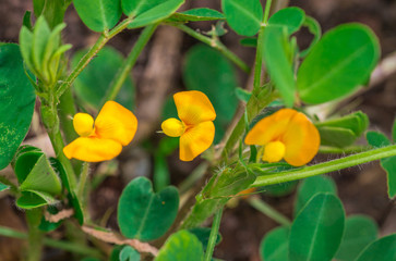 Closeup small fresh yellow flowers of Peanut, Groundnut, Earthnut, Goober, Pindar, Monkeynut (Arachis Hypogaea) are blossoming on tree in the garden