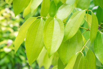 Fresh soft green leaves of Cinnamon, Cassia (Cinnamomum Tamala (Hamilton) Nees & Eberm) on tree in the herbal garden - obrazy, fototapety, plakaty