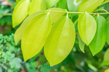 Fresh soft green leaves of Cinnamon, Cassia (Cinnamomum Tamala (Hamilton) Nees & Eberm) on tree in the herbal garden