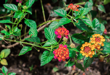 Freshness colorful flowers of Cloth of gold, Hedge flower, Lantana, Weeping lantana, White sage (Lantana Camara)  are blooming on tree in nature forest