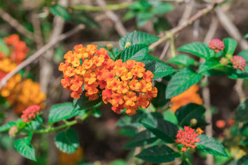 Freshness colorful flowers of Cloth of gold, Hedge flower, Lantana, Weeping lantana, White sage (Lantana Camara)  are blooming on tree in nature forest