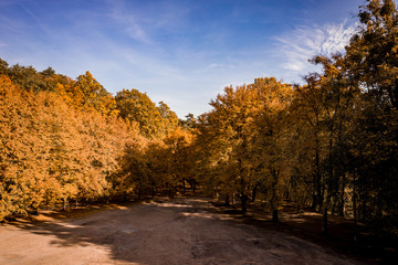 Aerial view of autumn forest. 