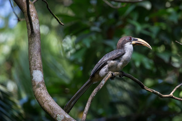 An endemic bird found in Sri Lanka, the Sri Lanka grey hornbill perched on a tree branch