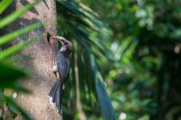 Birds of Sri Lanka