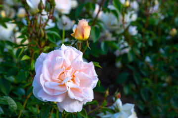 The head of a pink rose close-up in the sunshine on a blurred background of flowers