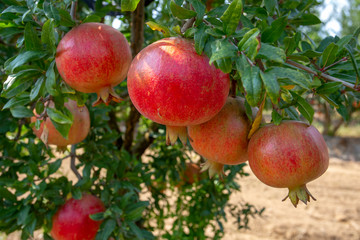 Fresh pomegranate fruit tree, Izmir / Turkey