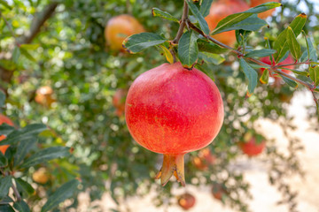 Fresh pomegranate fruit tree, Izmir / Turkey