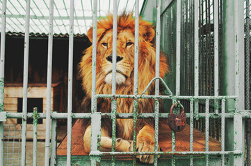 A beautiful proud lion with a magnificent mane lies in a cage of the zoo. He has a clever look. He seems to want to be free, but he`s locked up