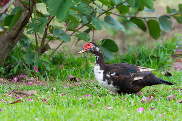 Muscovy duck in the park..Duck with red headed black and white plumage standing  on green grass filled with pink petals flower of orchid tree beside a big pond.