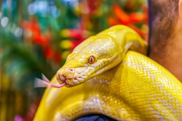 Albino burmese python wrapped around a man. Its a popular pet in Thailand.