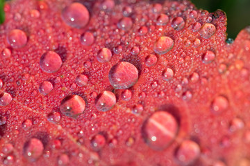 Dew drops on red autumn leaf