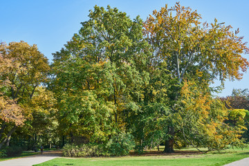 Naklejka premium Herbstliches Panorama mit heller Sonne, die durch die Bäume scheint in Berlin im Treptower Park
