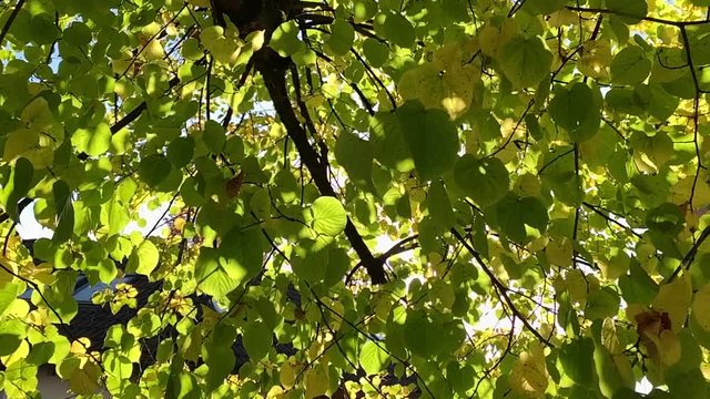 green, yellow and orane leafes during sunset with sunrays showing through