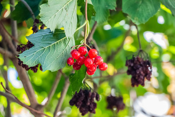 Red viburnum hanging on a tree on a branch with green leaves..