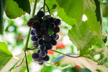 Red viburnum hanging on a tree on a branch with green leaves..