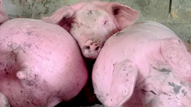 	Farms pigs, that are reared in unhealthy conditions. Sick hogs in the slaughterhouse. 4k	