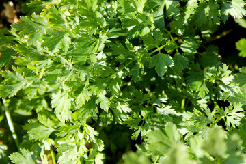 Parsley growing in the garden. Fresh greenery leaves background. Organic lush foliage. Cooking herbal ingredient. Summer and autumn harvesting