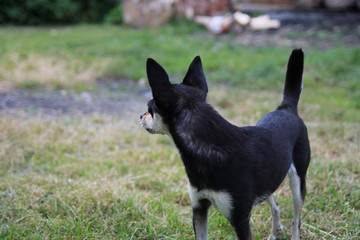 dog on the street. Pincher, staff. portrait of a dog. small dog