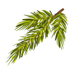 Lush Green Spruce Twig Vector Illustration Isolated On White Background