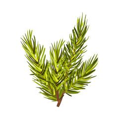 Beautiful Green Spruce Twig Vector Illustration Isolated On White Background