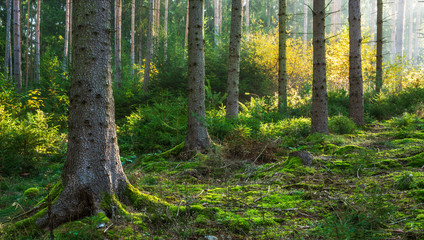 Sonniger natürlicher Fichtenwald im Herbst © AVTG