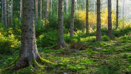 Sonniger natürlicher Fichtenwald im Herbst © AVTG
