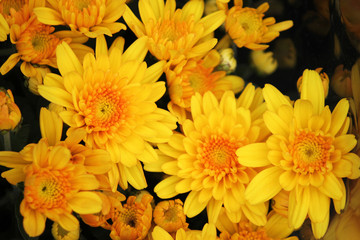 background with yellow or orange chrysanthemums