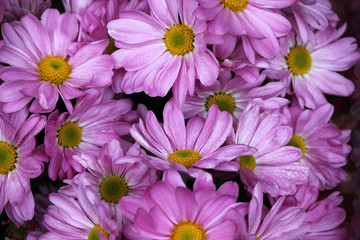 background with purple chrysanthemums