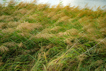 green grass in the field