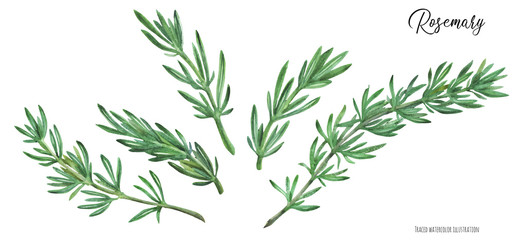 Rosemary branches traced watercolor
