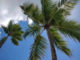 Fototapeta premium Pod palmami