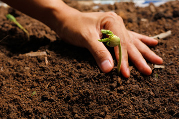 Hands of farmer growing and nurturing tree growing on fertile soil with green and yellow bokeh background / nurturing baby plant / protect nature