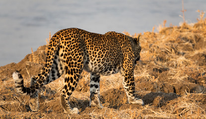 Rear view of leopard walking near river edge