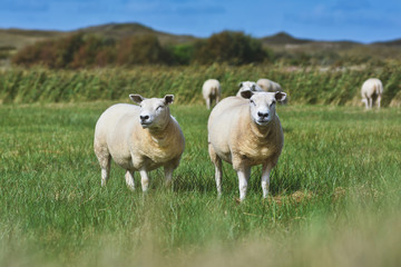 Two white Texel sheep, a heavily muscled breed of domestic sheep from the Texel island in the Netherlands, standing on grass in wildlife sanctuary - obrazy, fototapety, plakaty