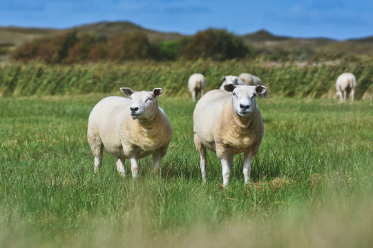 Two white Texel sheep, a heavily muscled breed of domestic sheep from the Texel island in the Netherlands, standing on grass in wildlife sanctuary