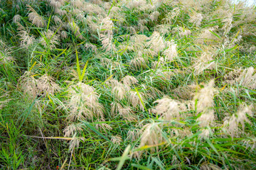 green grass in the field