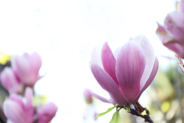 Obraz na płótnie Canvas Magnolia tree with beautiful flowers outdoors, closeup. Amazing spring blossom