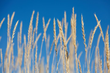 beach reed against a clear blue summer sky by the sea near Umea