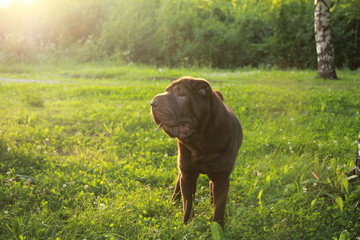 beautiful dog. dog friend. dog for a walk in the summer.