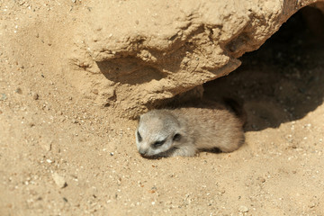 Obraz premium Cute meerkat at enclosure in zoo on sunny day